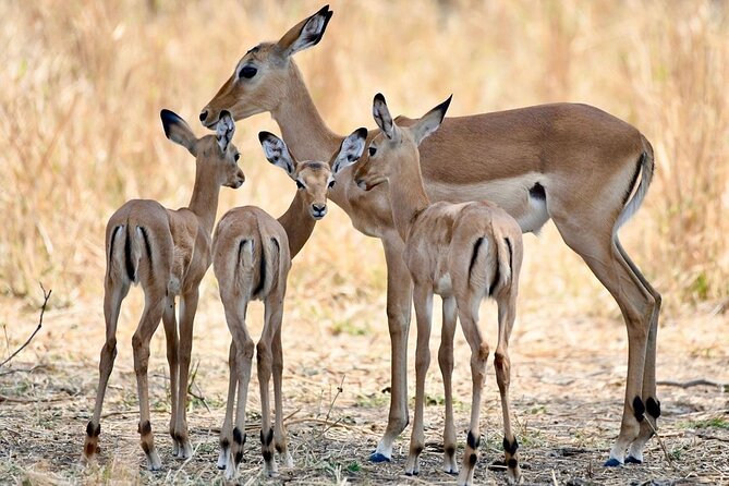 3 Days Nyerere National Park Safari (Selous Game Reserve) - Key points to know before booking