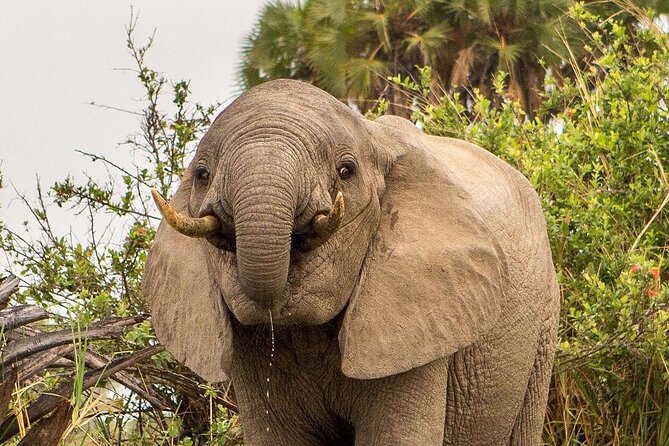 3 Days Nyerere National Park Safari (Selous Game Reserve) - Why this three-day safari works