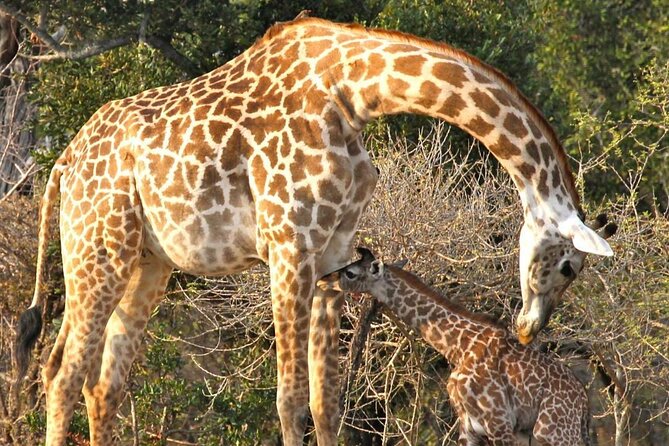 3 Days Nyerere National Park Safari (Selous Game Reserve) - A full day on the game-drive roads