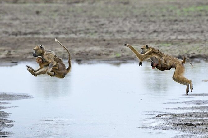 3 Days Nyerere National Park Safari (Selous Game Reserve) - Meals, accommodation, and the $780 cost