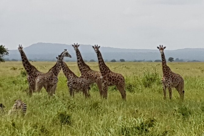 3 Days Nyerere NP [Selous GR] Game, Walking and Boat - Why Nyerere works so well for a three-day safari