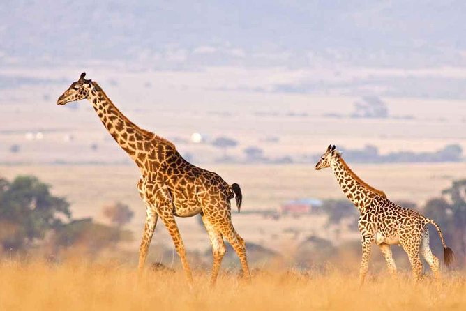 3 Days of Camping Bliss in Serengeti and Ngorongoro Crater - Day two: a full Serengeti wildlife search