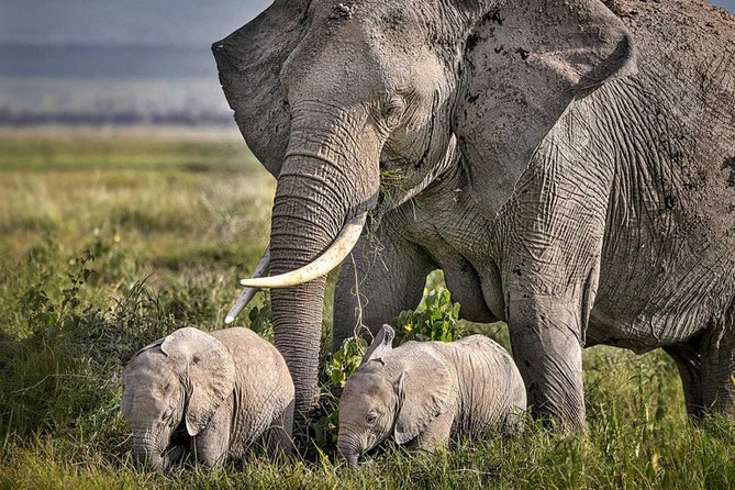 3 Days of Camping Bliss in Serengeti and Ngorongoro Crater - Day three: Ngorongoro Crater’s concentrated wildlife