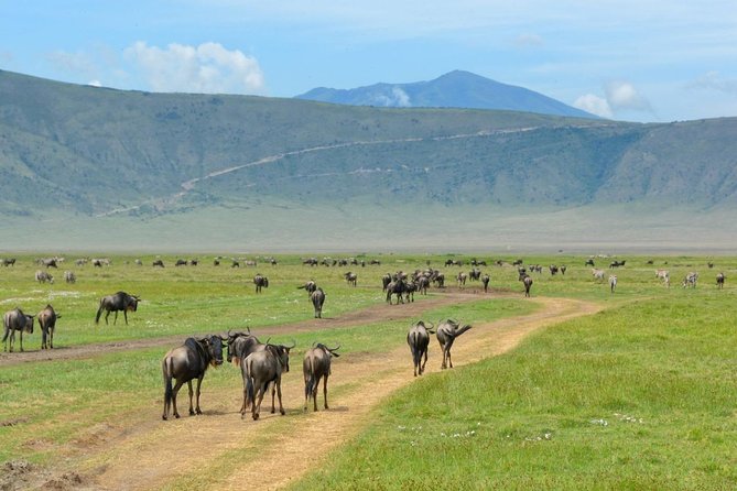 3 Days of Camping Bliss in Serengeti and Ngorongoro Crater - Camping under the Serengeti sky