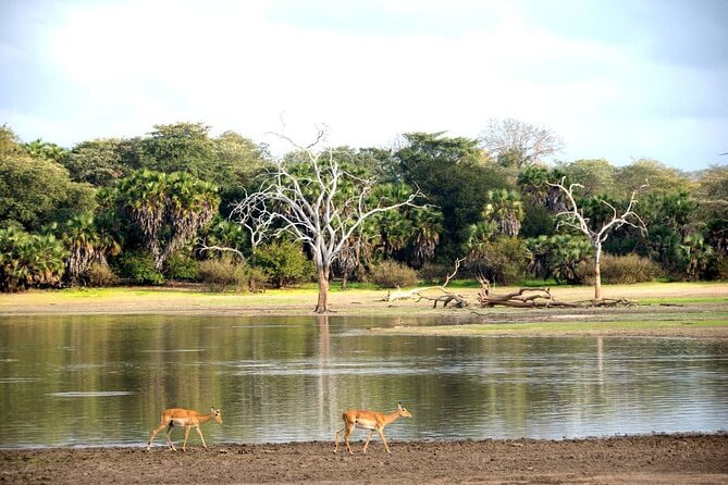 3-Days Private Nyerere NP Game Drive and Boat safari tour - Day two: an early 4x4 search for big animals