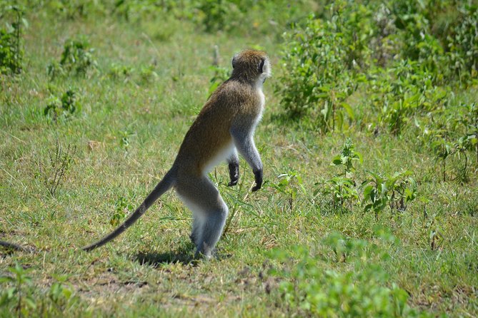 3 Days private safari Tarangire ,Ngorongroro crater &Manyara - Day three: Lake Manyara’s water, birds, and hippos