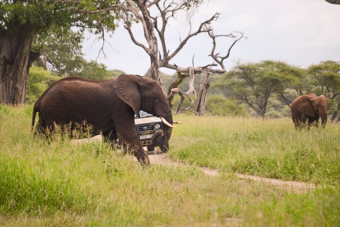 3 Days private safari Tarangire ,Ngorongroro crater &Manyara - Who will enjoy this safari most