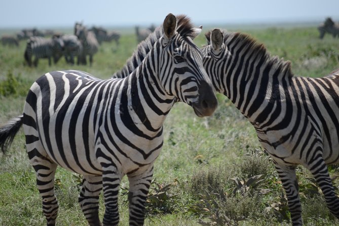 3 Days private safari Tarangire ,Ngorongroro crater &Manyara - Day two: the Ngorongoro viewpoint and crater floor