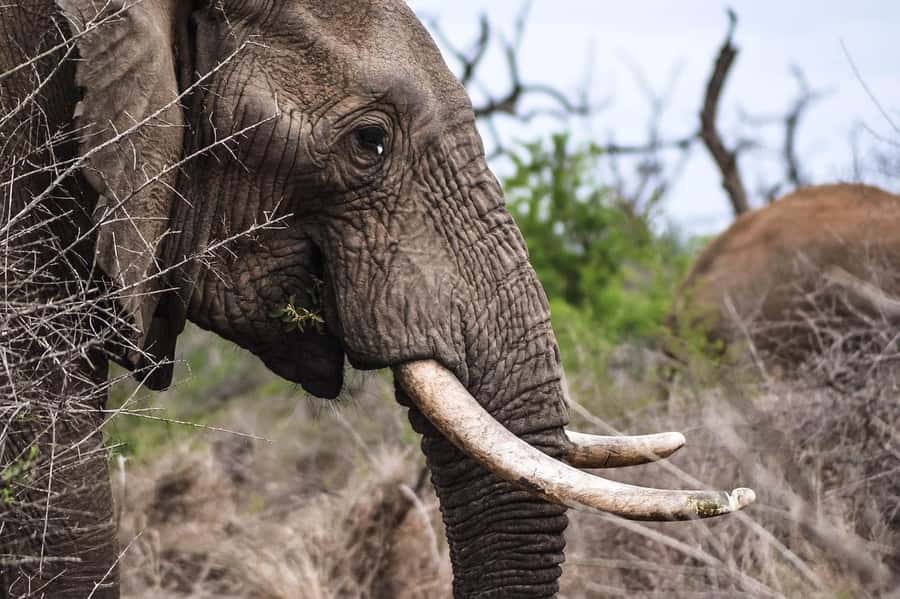 3-Days safari adventure to Mikumi N. Park from Dar-es-Salaam - Key points at a glance