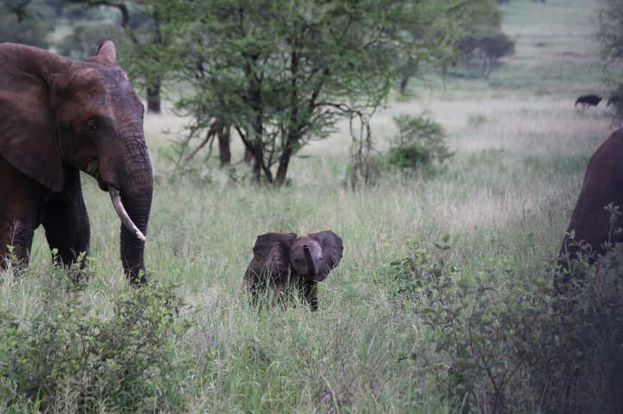 3-Days safari adventure to Mikumi N. Park from Dar-es-Salaam - Day two: a full day inside Mikumi National Park