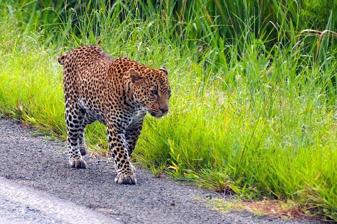 3 Days Safari at Mikumi National Park Southern circuit of Tanzania - Why Mikumi makes sense from Dar es Salaam