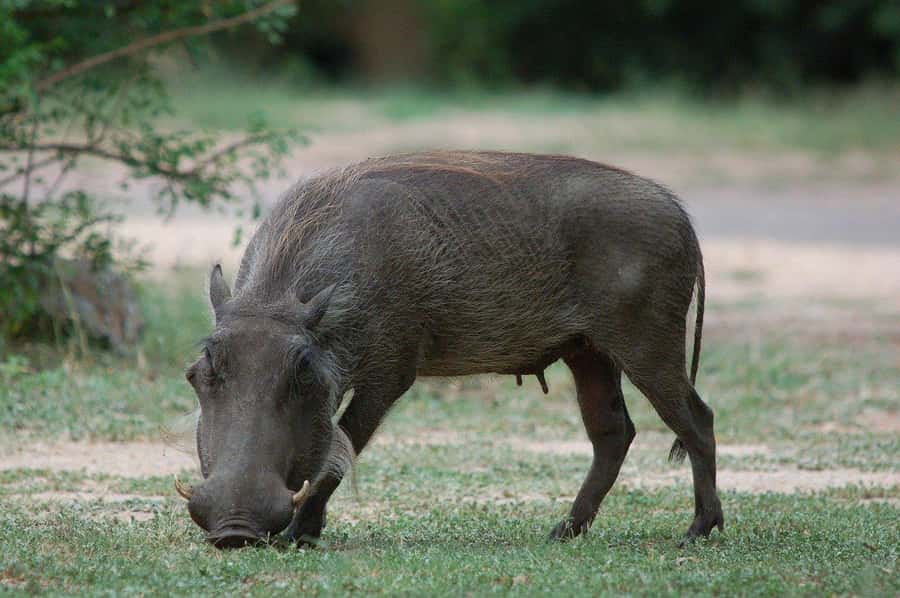 3-days safari from Dar-es-Salaam to Mikumi National Park - Why Mikumi works as a southern safari