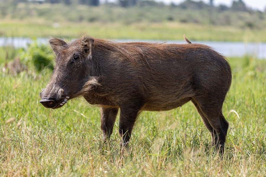 3-days safari from Dar-es-Salaam to Mikumi National Park - What $450 includes, and what that means