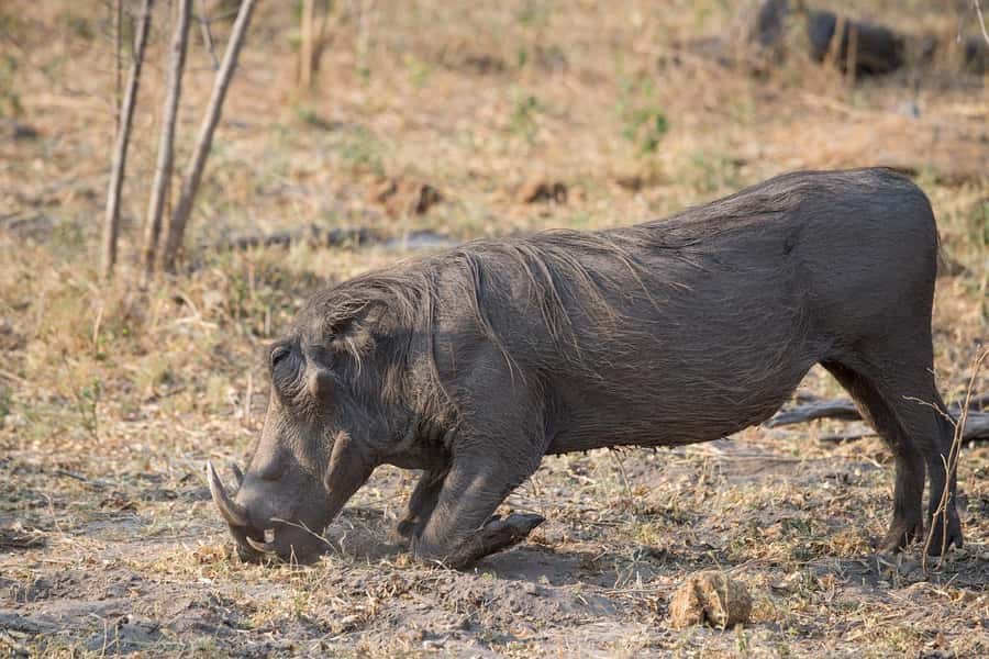 3-days safari from Dar-es-Salaam to Mikumi National Park - The change to an open safari jeep