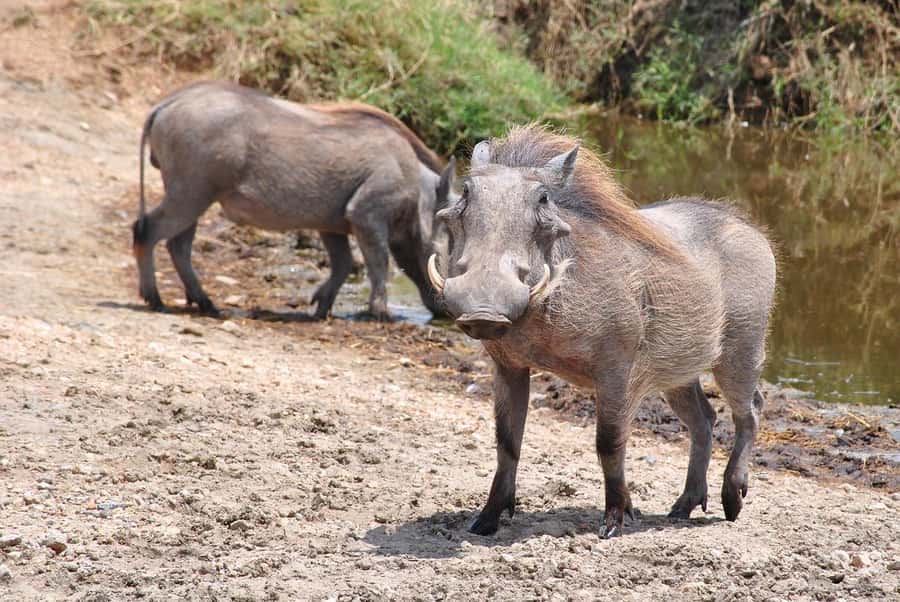 3-days safari from Dar-es-Salaam to Mikumi National Park - Lodges, food, and the overall comfort level