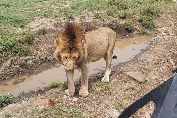 3 days safari in North- Ngorongoro, Tarangire, Mt. Oldeani - What this three-day route is really offering