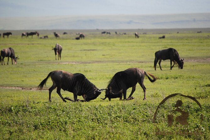 3 days safari in North- Ngorongoro, Tarangire, Mt. Oldeani - Day three in Tarangire National Park