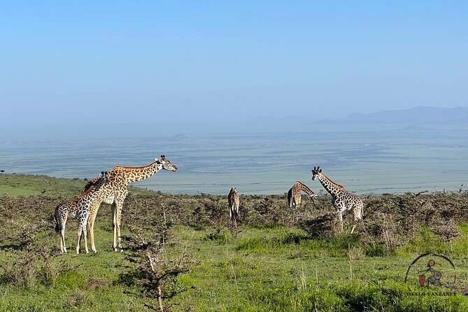 3 days safari in North- Ngorongoro, Tarangire, Mt. Oldeani - Meals, accommodation and the practical comfort level