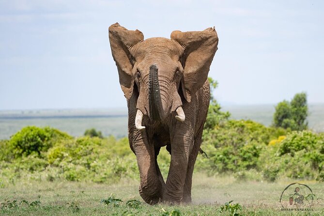 3 days safari in North- Ngorongoro, Tarangire, Mt. Oldeani - Who will enjoy this safari most