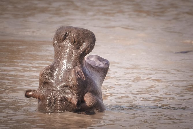3 Days Safari - Mikumi National Park - Guides Can Shape the Whole Experience