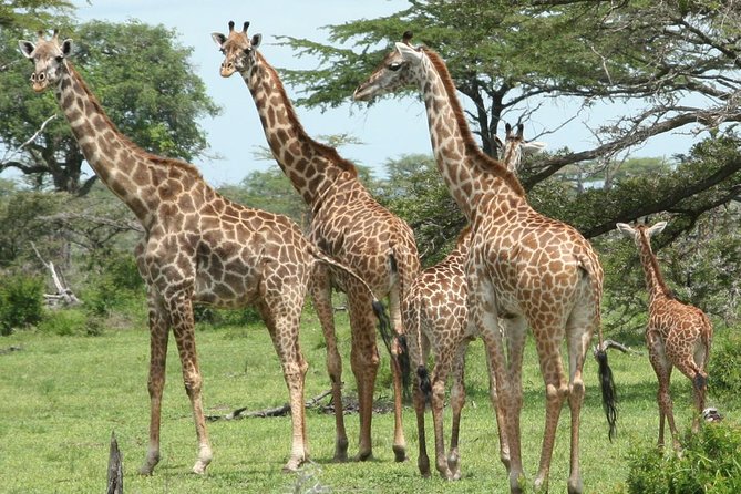 3 Days Safari - Mikumi National Park - Is $900 a Fair Price?