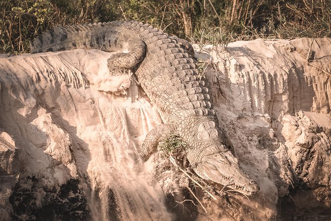 3 Days Safari - Mikumi National Park - The Practical Drawbacks to Consider