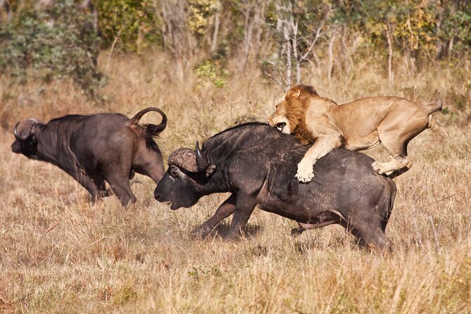 3 Days Safari Serengeti & Ngorongoro Crater - Day two: an early Serengeti game drive