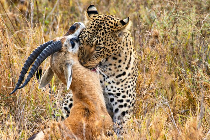 3 Days Safari Serengeti & Ngorongoro Crater - Camping, meals, and what $750 covers