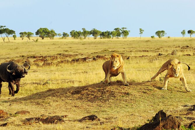 3 Days Safari Serengeti & Ngorongoro Crater - Day three: the Ngorongoro Crater floor