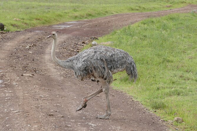 3 Days Safari Serengeti & Ngorongoro Crater - Who should book this safari?