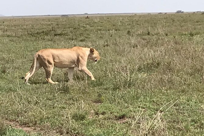 3 Days Safari Serengeti NP and Ngorongoro Crater - Day 2: Serengeti sunrise, then the road to Ngorongoro