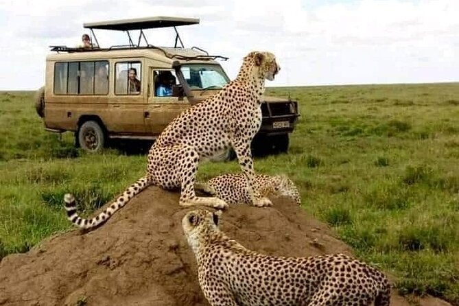 3 Days Safari Serengeti NP and Ngorongoro Crater - Day 3: Six hours on the Ngorongoro Crater floor