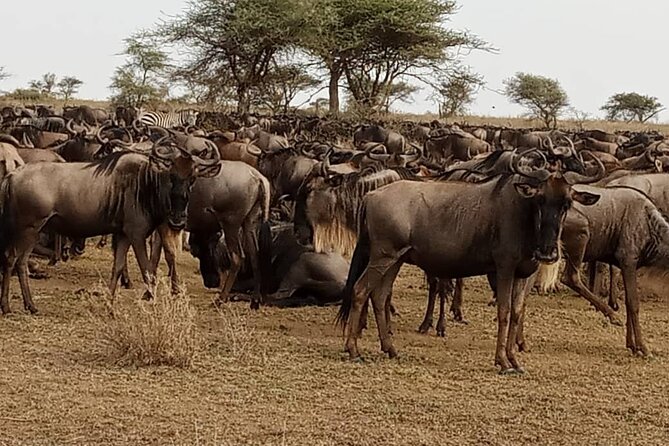 3 Days Safari Serengeti NP and Ngorongoro Crater - Camping, meals, transport, and the small group