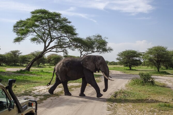 3 Days Safari Serengeti NP and Ngorongoro Crater - Should you book the Serengeti and Ngorongoro route?