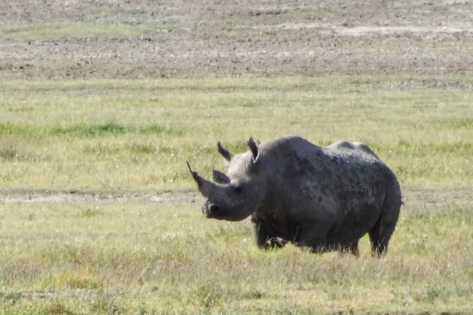 3 Days Safari Serengeti NP and Ngorongoro Crater - Day 1: Arusha to Serengeti for an afternoon game drive