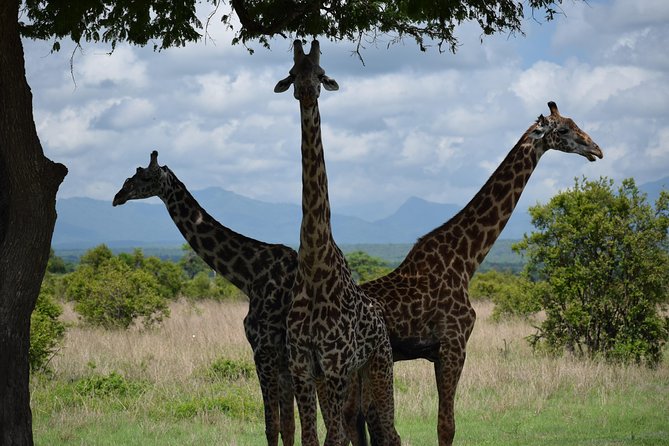 3 days safari to Mikumi and Udzungwa - Key points to know before booking