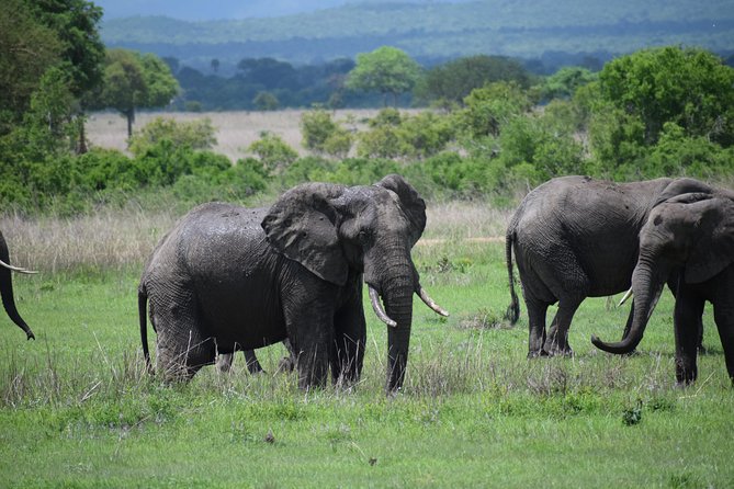 3 days safari to Mikumi and Udzungwa - What Mikumi offers in one full game-drive day
