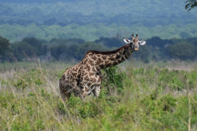 3 days safari to Mikumi and Udzungwa - The Maasai village stop and the human side of the trip