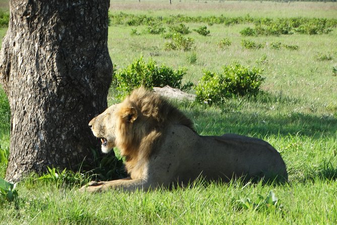 3 Days Safari to Mikumi NP - Accommodation Inside the Park - Why Mikumi works for a short Tanzania safari