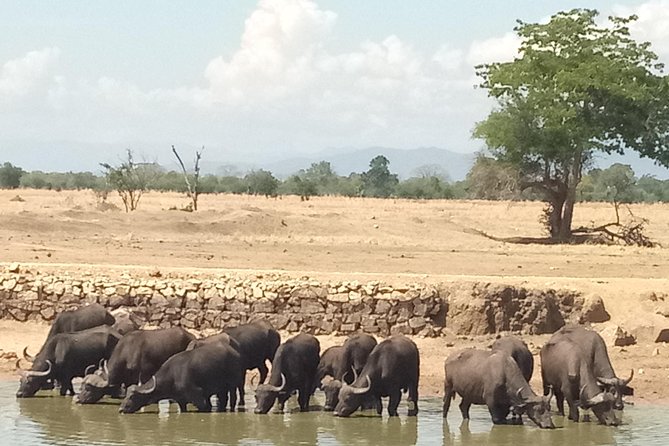 3 Days Safari to Mikumi NP - Accommodation Inside the Park - What the $825 price covers
