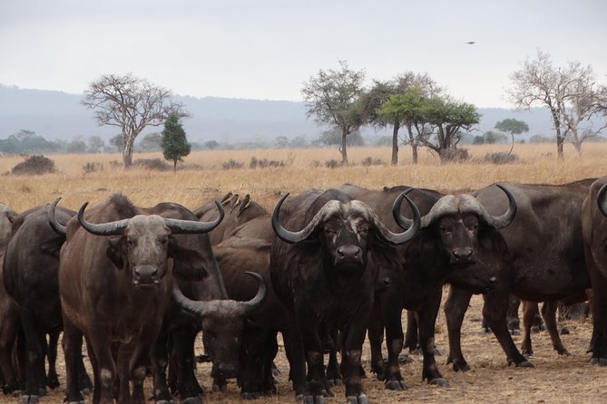 3 Days Safari to Mikumi NP - Accommodation Inside the Park - Practical details that affect your decision