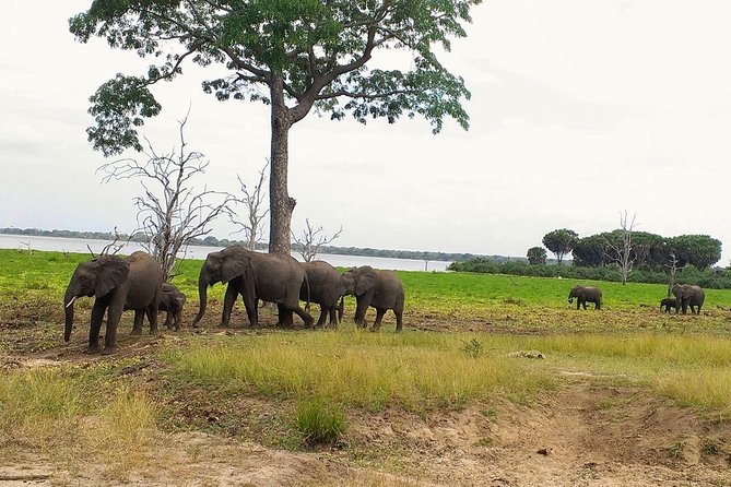 3 Days Safari to Nyerere National Park (Selous Game Reserve) - Key points to know before booking