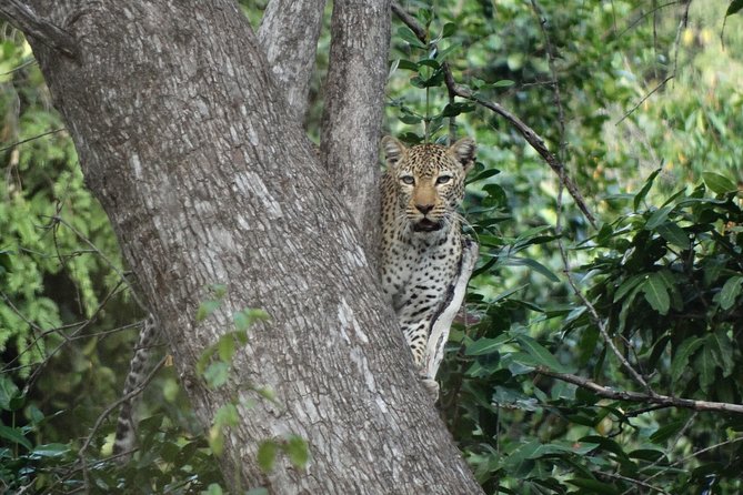 3 Days Safari to Nyerere National Park (Selous Game Reserve) - Day one: the long road from Dar es Salaam to the Rufiji River