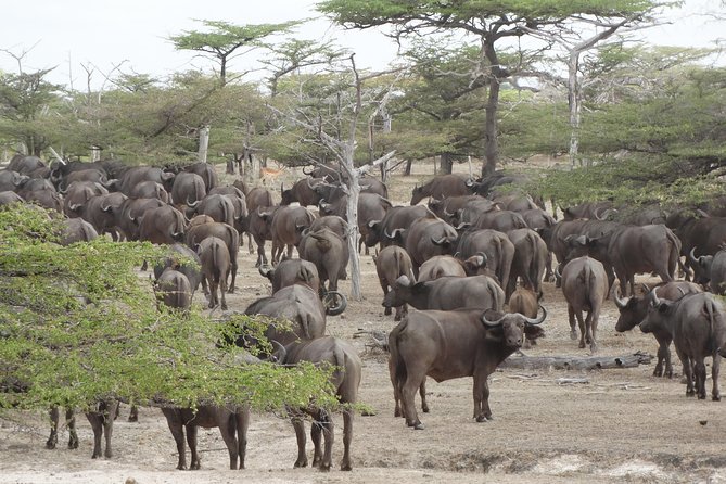 3 Days Safari to Nyerere National Park (Selous Game Reserve) - The walking safari: an appealing feature to verify