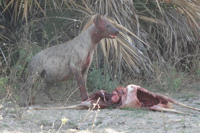 3 Days Safari to Nyerere National Park (Selous Game Reserve) - Accommodation and meals at the lodge
