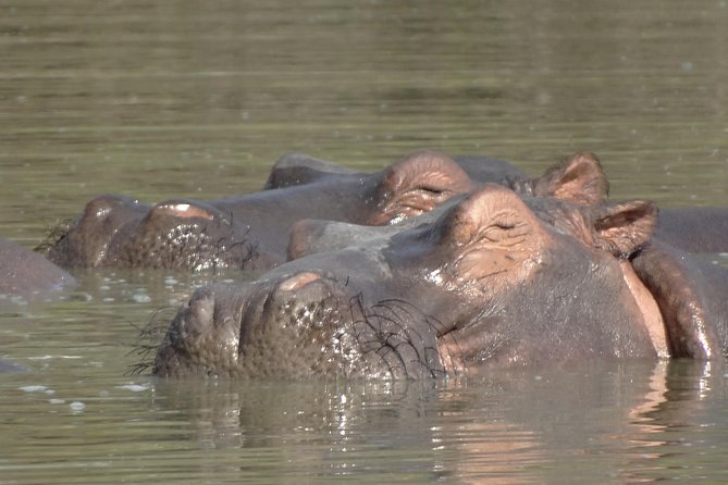 3 Days Safari to Nyerere National Park (Selous Game Reserve) - Day three: the return to Dar es Salaam