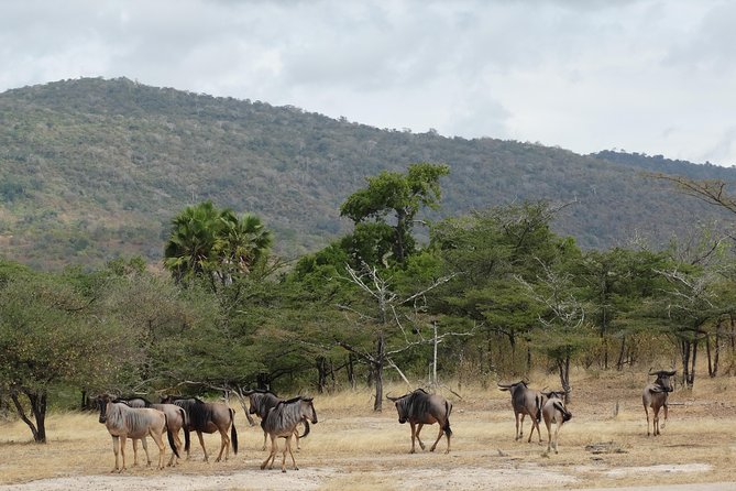 3 Days Safari to Nyerere National Park (Selous Game Reserve) - What the $1,155 price includes