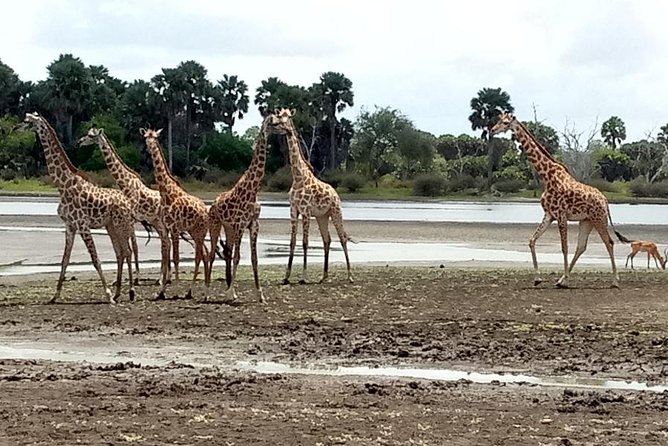 3 Days Safari to Nyerere National Park (Selous Game Reserve) - Day two: a full-day 4WD search for African wildlife