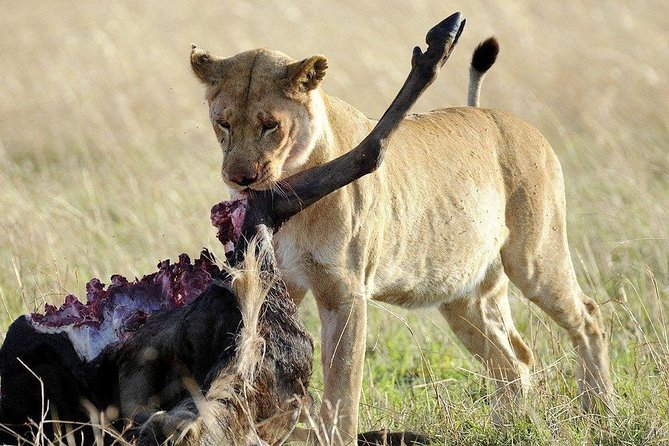 3 days safari to selous game reserve - Is $769 a Fair Price?