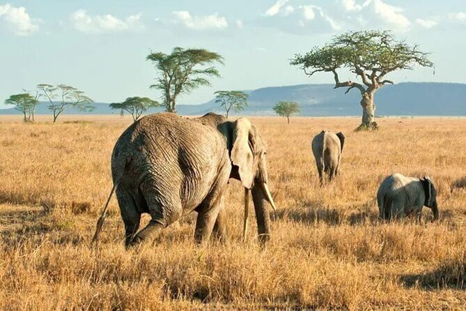 3 Days Safari to Serengeti National Park & Ngorongoro Crater in Tanzania - Should you book the Serengeti and Ngorongoro trip?